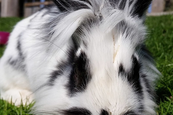 Kaninchen auf dem Farnbauernhof