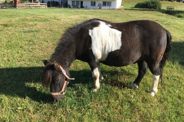 Ponyreiten