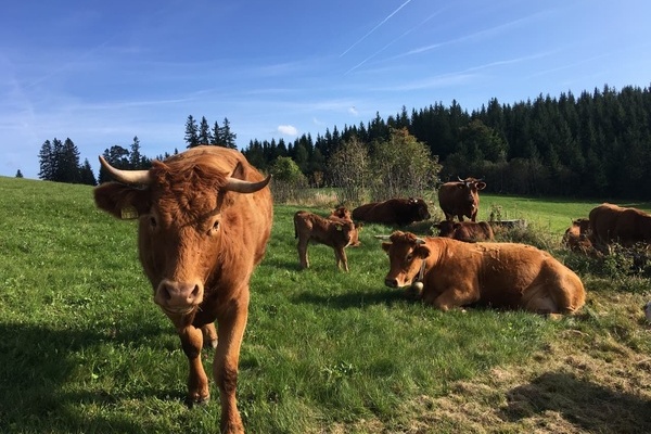 Auf der Berger Hhe