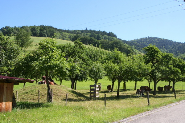 Streuobstwiese