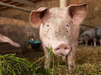 Gemeinde Stegen - Mit freundlicher Genehmigung vom Tourismus Dreisamtal e.V. Gemeinde Stegen - Mit freundlicher Genehmigung vom Tourismus Dreisamtal e.V.