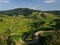 Kaiserstuhl Totenkopf (Bildnachweis: Touristik-Information Vogtsburg i.K. )