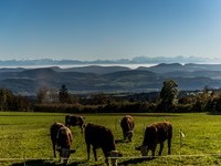 Alpenblick (Bildnachweis: Mit freundlicher Genehmigung des Tourismus- und Kulturamtes Laufenburg)