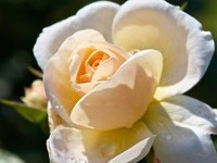 Rosen (Bildnachweis: Mit freundlicher Genehmigung der Tourist Information" Am Roseneck" Weilheim) Rosen (Bildnachweis: Mit freundlicher Genehmigung der Tourist Information" Am Roseneck" Weilheim)