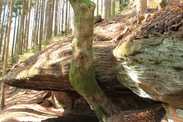 Stubenfelsen Copyright: (Mit freundlicher Genehmigung von Teinachtal-Touristik)