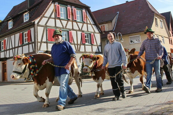 Weideabtrieb Bildnachweis: Mit freundlicher Genehmigung des AHK Keltern und deren Fotographen