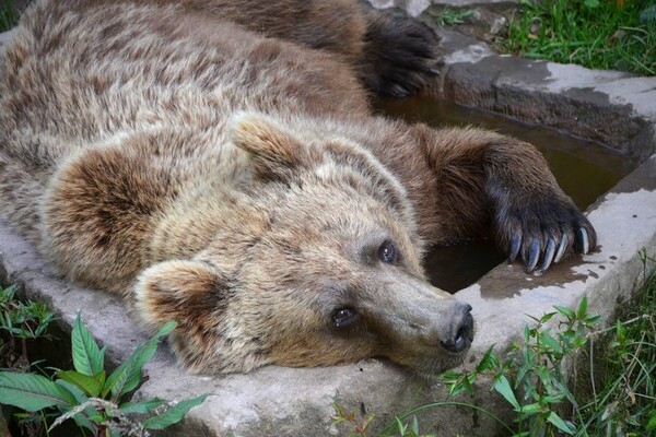  Bildnachweis: Mit freundlicher Genehmigung des Alternativen Wolf- und Brenpark