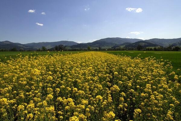 Rapsfeld im Frhling im Dreisamtal Copyright: (Tourist-Information Dreisamtal)