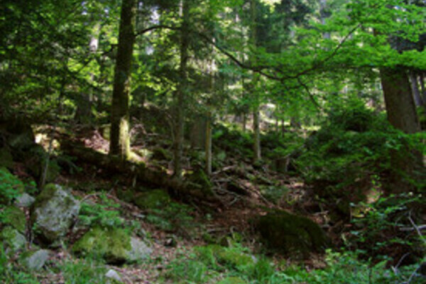 Grotannenweg Copyright: (Mit freundlicher Genehmigung der Gemeinde Seewald)