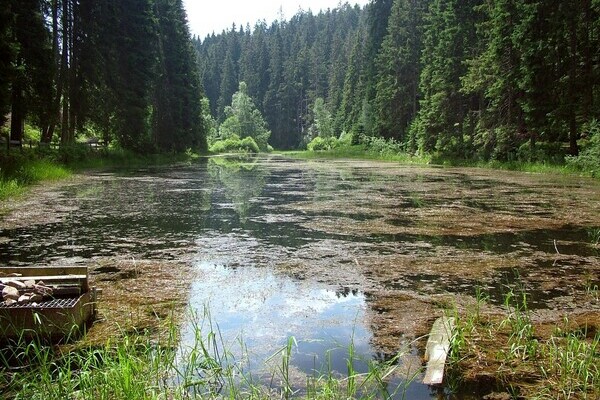 Poppelsee Copyright: (Mit freundlicher Genehmigung der Gemeinde Seewald)