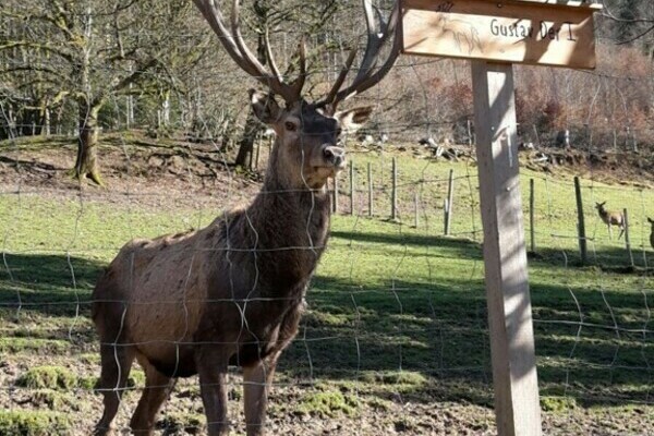 Wildgehege Zell Bildnachweis: Mit freundlicher Genehmigung des Zeller Bergland Tourismus e.V.