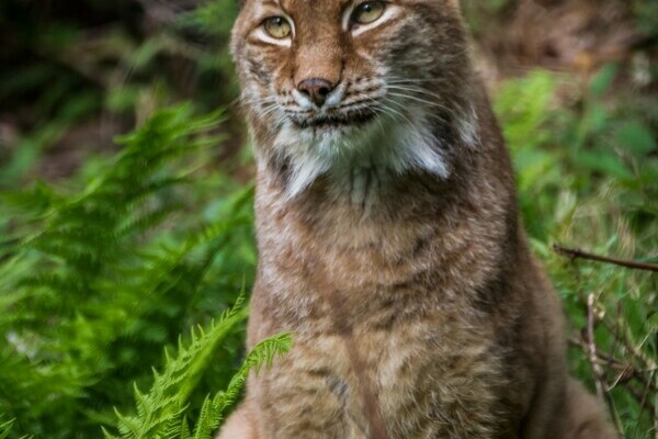 Luchs in Schwarzwaldzoo Waldkirch Copyright: (Freundeskreis' Schwarzwaldzoo e.V.) Luchs in Schwarzwaldzoo Waldkirch Copyright: (Freundeskreis' Schwarzwaldzoo e.V.)