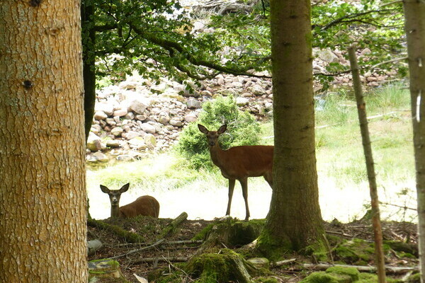 Wildgehege Tonbach Copyright: (Mit freundlicher Genehmigung von Baiersbronn Touristik)